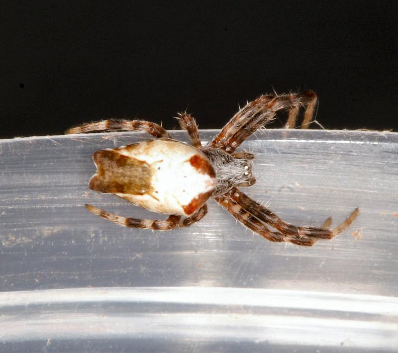 Cyrtophora_ZZ314_D3527_Z_82_Karinji NP_Australie.jpg